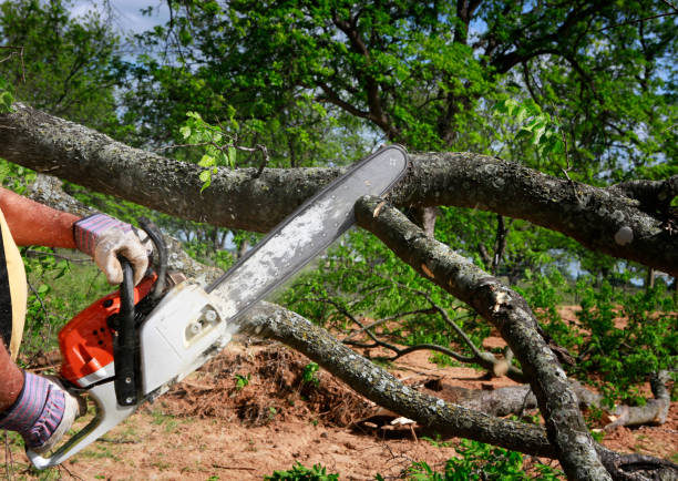 Best Fruit Tree Pruning  in Rancho Cumonga, CA